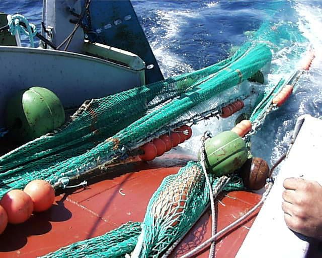  Reopening of alfonsinos fishing for vessels registered in mainland ports (ALF/3X14-) 