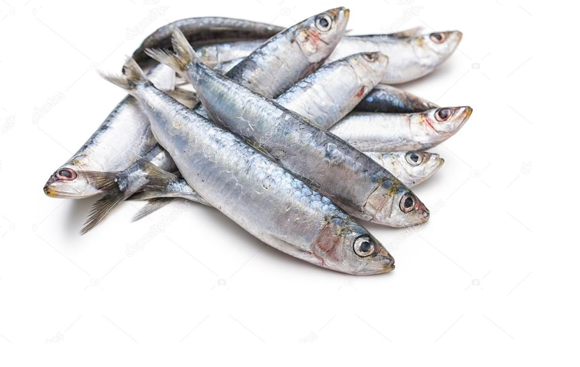  Despacho relativo às quantidades de sardinha 