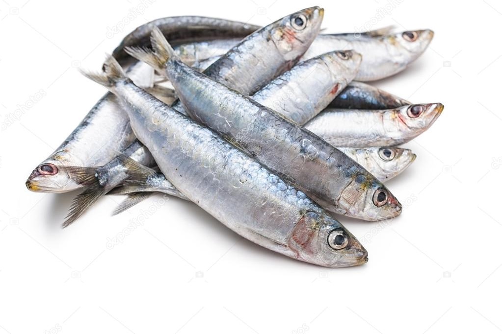  Management Measures for the Sardine Fishery 