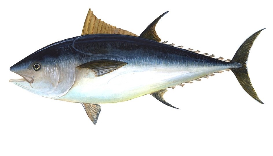  Aviso de 80% de utilização da quota de atum patudo - BET/ATLANT 
