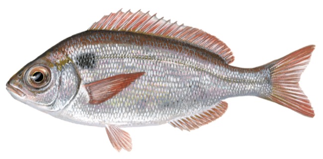  Notice of 80% use of the quota for red seabream - SBR/09 