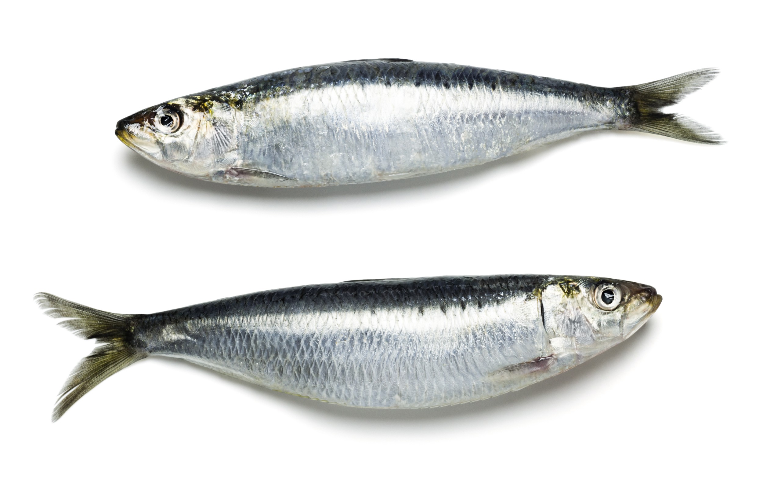  Despatch No. 37/DG/2021 - New management measures for sardines 